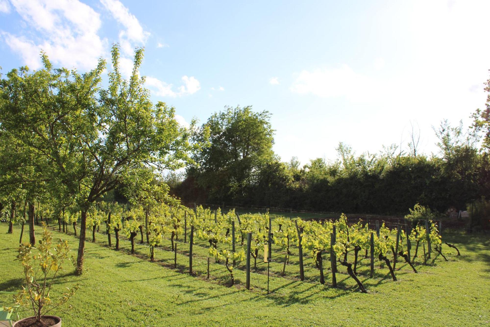 Bed and Breakfast La Vigneraie De Laura Sainte-Colombe  Экстерьер фото